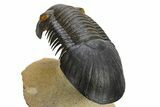 Flying Paralejurus Trilobite - Orange Eye Preservation! #310622-4